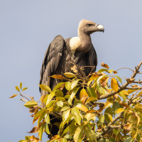 White-rumped Vulture